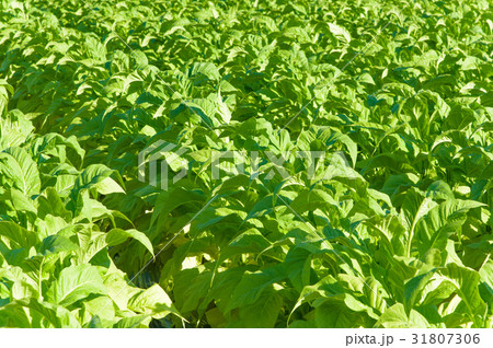 たばこ たばこ 31807306