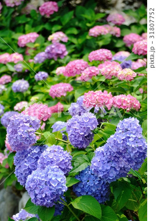 紫陽花の群集 31807752