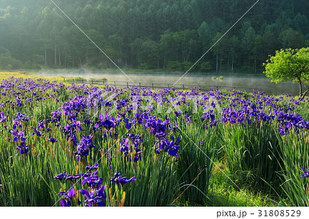 アヤメ池-2017.6 31808529