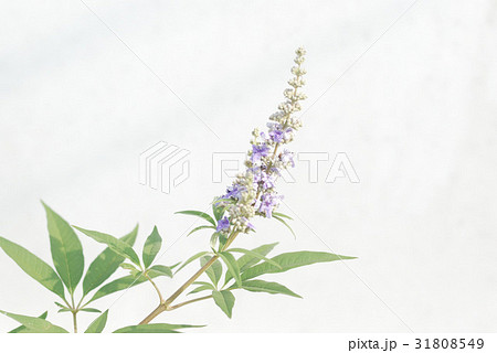 セイヨウニンジンボク 31808549