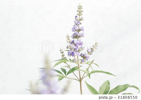 セイヨウニンジンボク 31808550