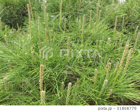 植物　松 31808770