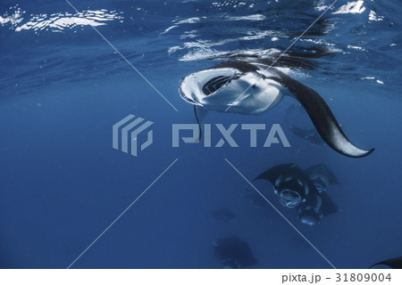 マンタの群れ 31809004