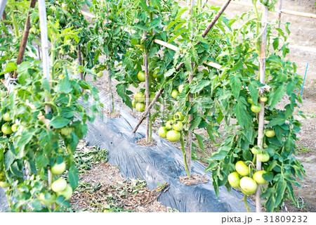トマト　農作物栽培　 31809232