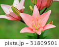 ユリ 31809501