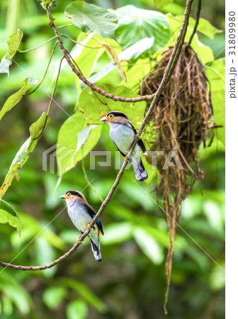 Silver-breasted Broadbill,standing on a branch. 31809980