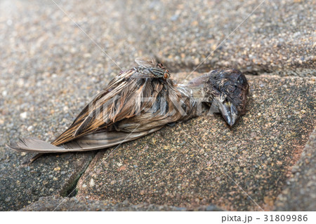 Dead little bird on the ground, and flies swarm. 31809986