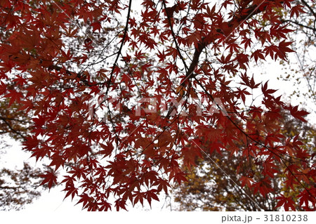 東京の紅葉 東京の紅葉 31810238