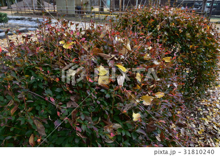 東京の紅葉 東京の紅葉 31810240