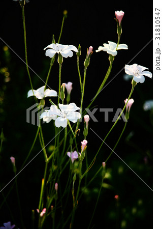 ムギセンノウ　オーシャンパールの花 31810547