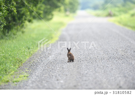 道路に現れた野生のウサギ 北海道 の写真素材