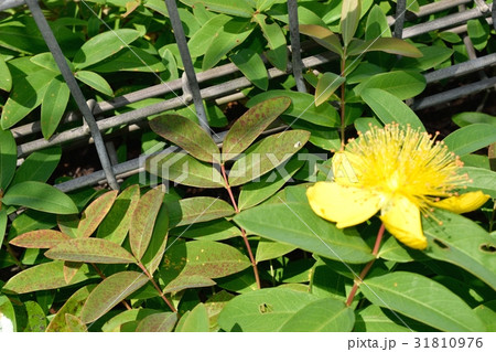 ヒペリカムカリシナム 31810976