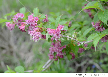 ベニウツギ ベニウツギ 31811637