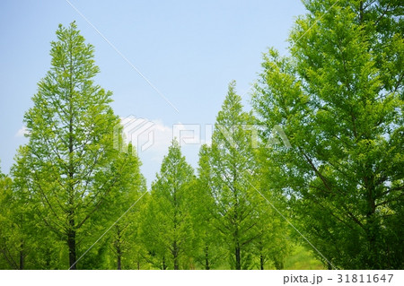 緑が綺麗な初夏のメタセコイア５ 31811647