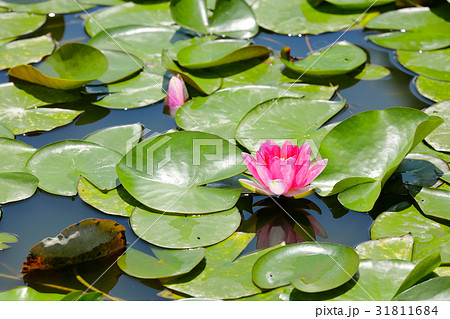 睡蓮 31811684