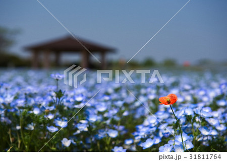 ネモフィラ 31811764