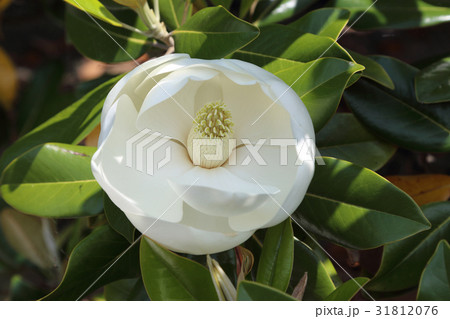 タイサンボクの花 31812076