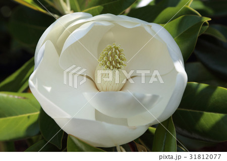 タイサンボクの花 31812077