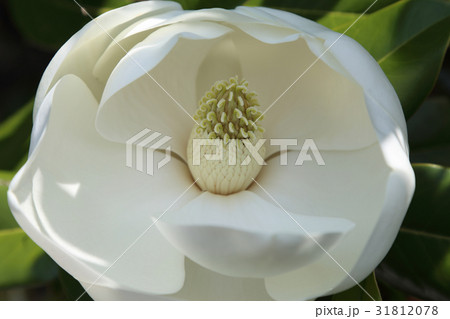 タイサンボクの花 31812078