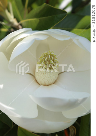 タイサンボクの花 31812079