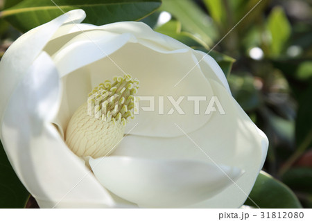 タイサンボクの花 31812080