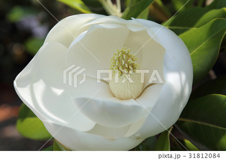 タイサンボクの花 31812084