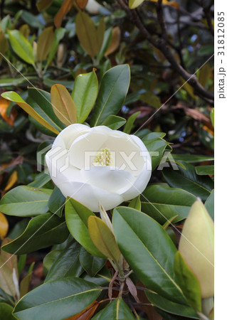 タイサンボクの花 31812085