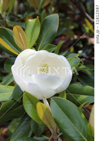 タイサンボクの花 31812087