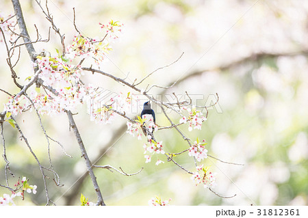 桜と青い鳥 31812361