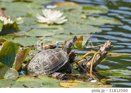 クサガメと蓮の花 31812560