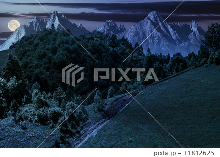 footpath through forest on hillside at night 31812625