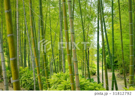 爽やかな若竹の竹林６ 31812792