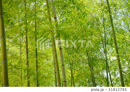 爽やかな若竹の竹林7 爽やかな若竹の竹林7 31812793