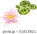 睡蓮 31813821