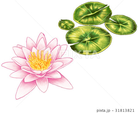睡蓮のイラスト素材 [31813821] - PIXTA