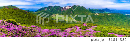 ミヤマキリシマ咲くくじゅう連山 ミヤマキリシマ咲くくじゅう連山 31814382