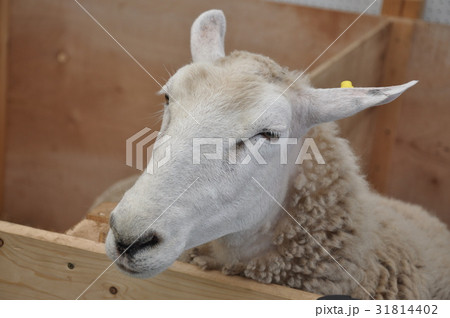 ひつじ 31814402