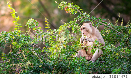 monkey eat manila tamarind on tree in forest monkey eat manila tamarind on tree in forest 31814471
