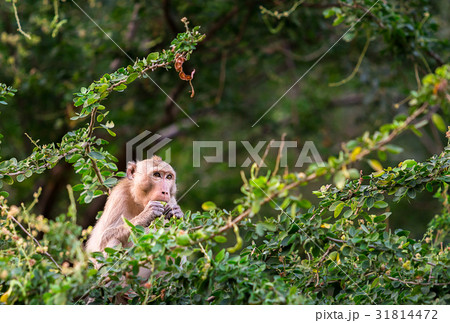 monkey eat manila tamarind on tree in forest monkey eat manila tamarind on tree in forest 31814472