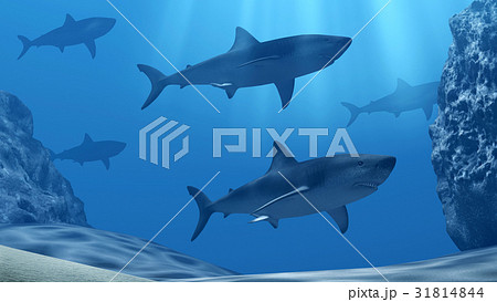 Flock of sharks underwater with sun rays and stone 31814844