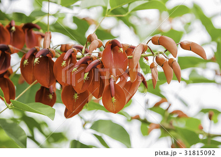 海紅豆 海紅豆 31815092