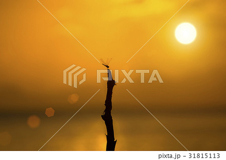 The silhouette of a dragonfly on a branch The silhouette of a dragonfly on a branch 31815113
