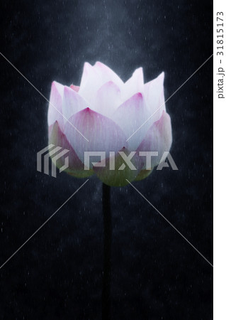 Blooming lotus flower in the rains. Blooming lotus flower in the rains. 31815173