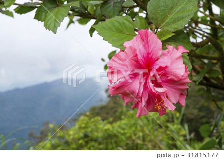 Pink Hibicus flower 31815177