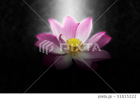 Soft focus image of Pink lotus flower Soft focus image of Pink lotus flower 31815222