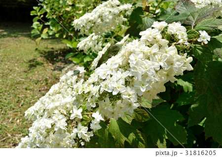 カシワバアジサイ カシワバアジサイ 31816205