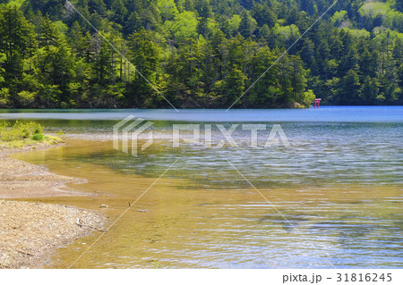 神秘的な大沼池 31816245