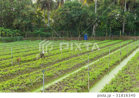 Vegetable plantation in Vietnam Vegetable plantation in Vietnam 31816340