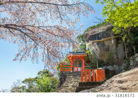 春の神倉神社 31816572