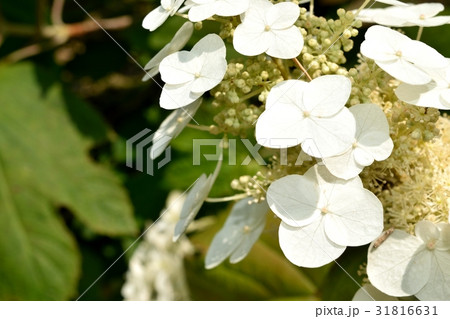 カシワバアジサイ カシワバアジサイ 31816631
